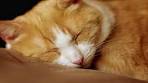 kattenmuziek